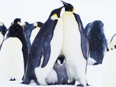 Императорские пингвины моря Уэддела